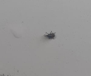 Zabrze: OBRZYDLIWE robactwo wpełza do domów. Uważajcie, to prawdziwa PLAGA!