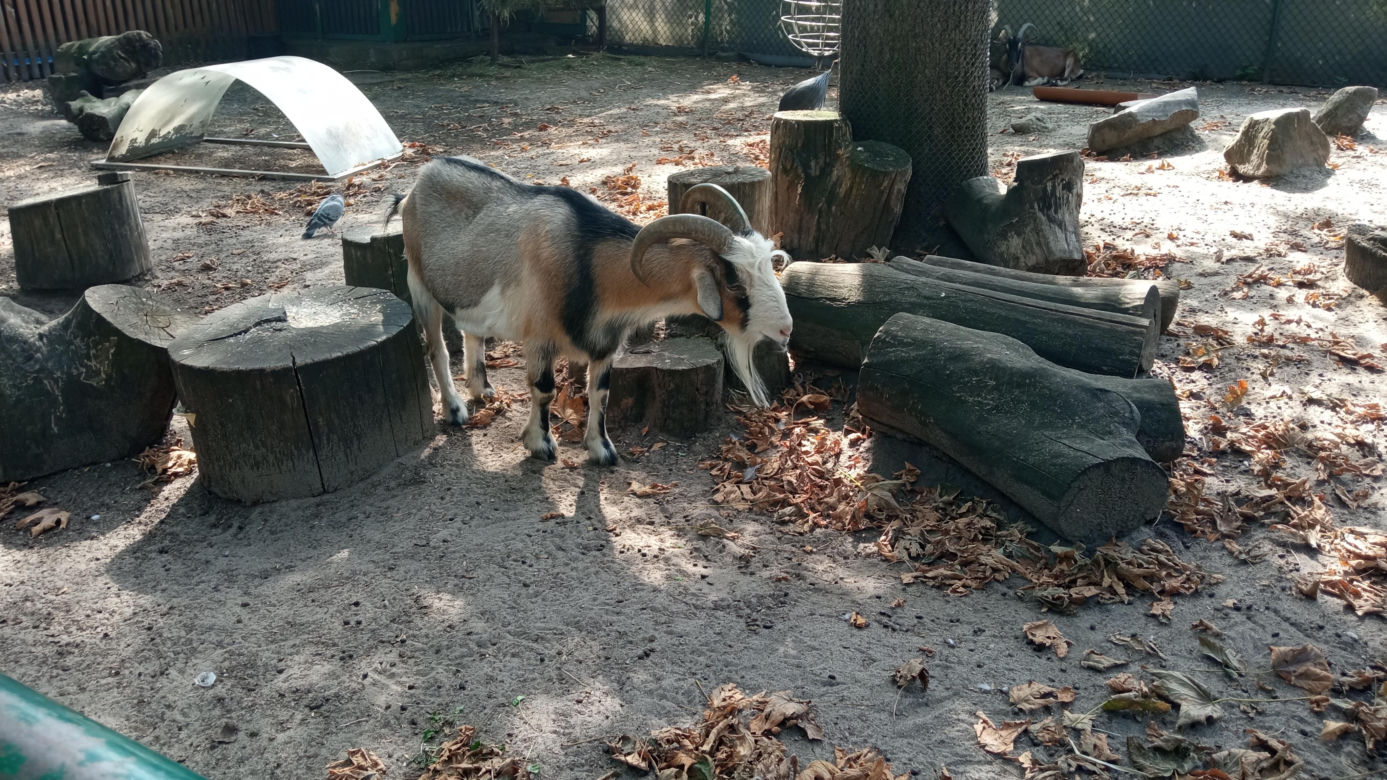 Stare ZOO w Poznaniu. Idealne miejsce na rodzinne spacery w sercu miasta 