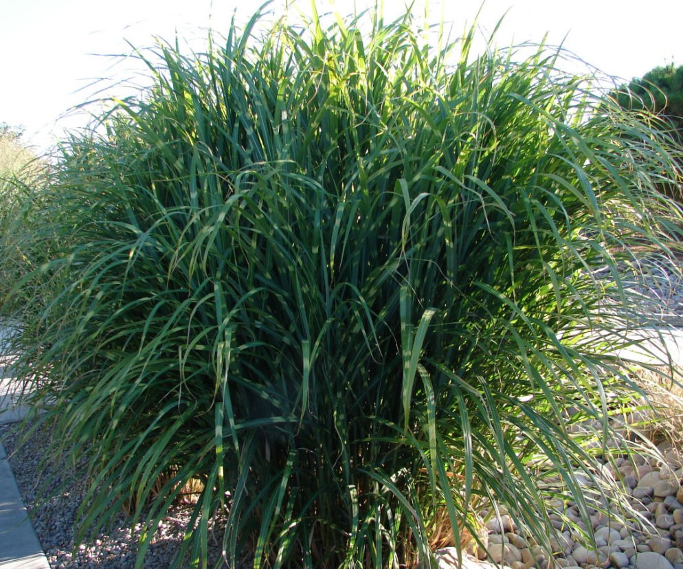 Miskant chiński ‘Zebrinus’ 