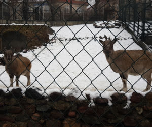 ZOO Toruń zaprasza!