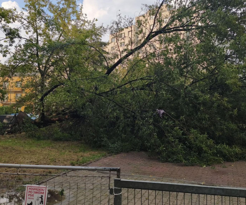 Burza uderzyła w Warszawę. Wiatr wyrywał ogromne drzewa 