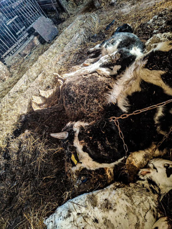 Zagłodził stado krów, a także kury
