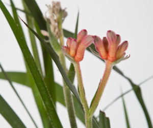 Anigozanthos