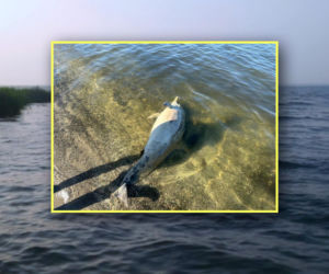 Martwy delfin w Zalewie Szczecińskim. Ciało znaleziono na plaży