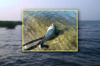 Martwy delfin w Zalewie Szczecińskim. Ciało znaleziono na plaży