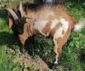 Kozioł z Oświęcimia szuka domu