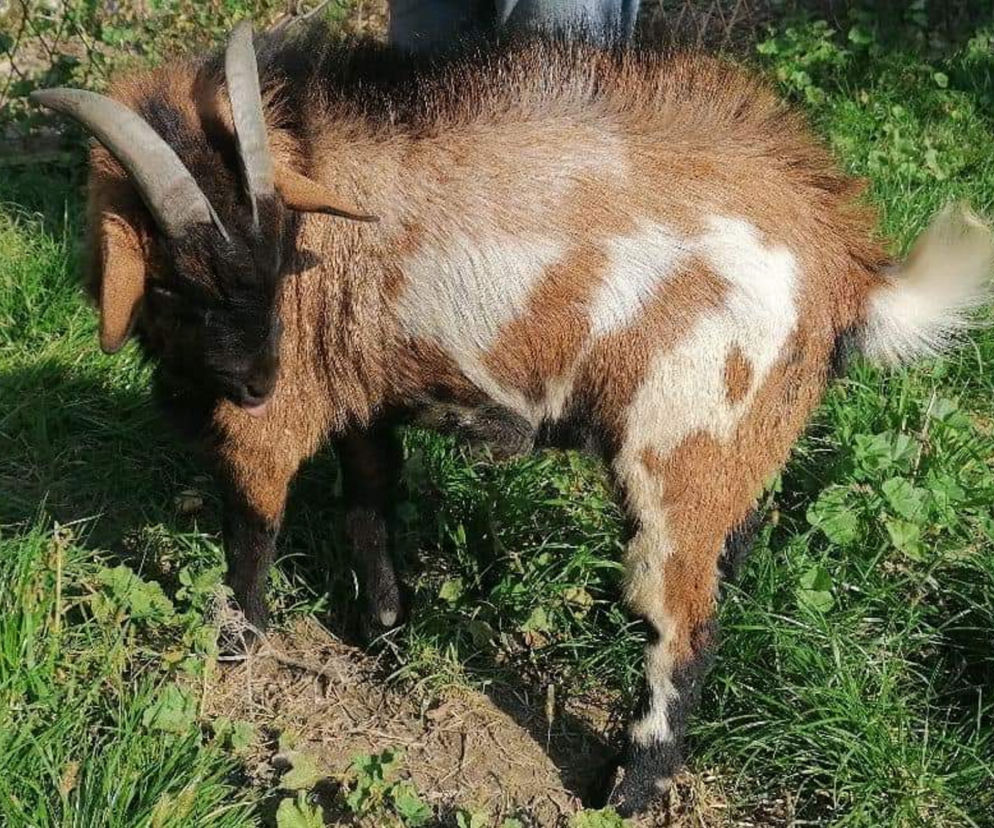 Kozioł z Oświęcimia szuka domu