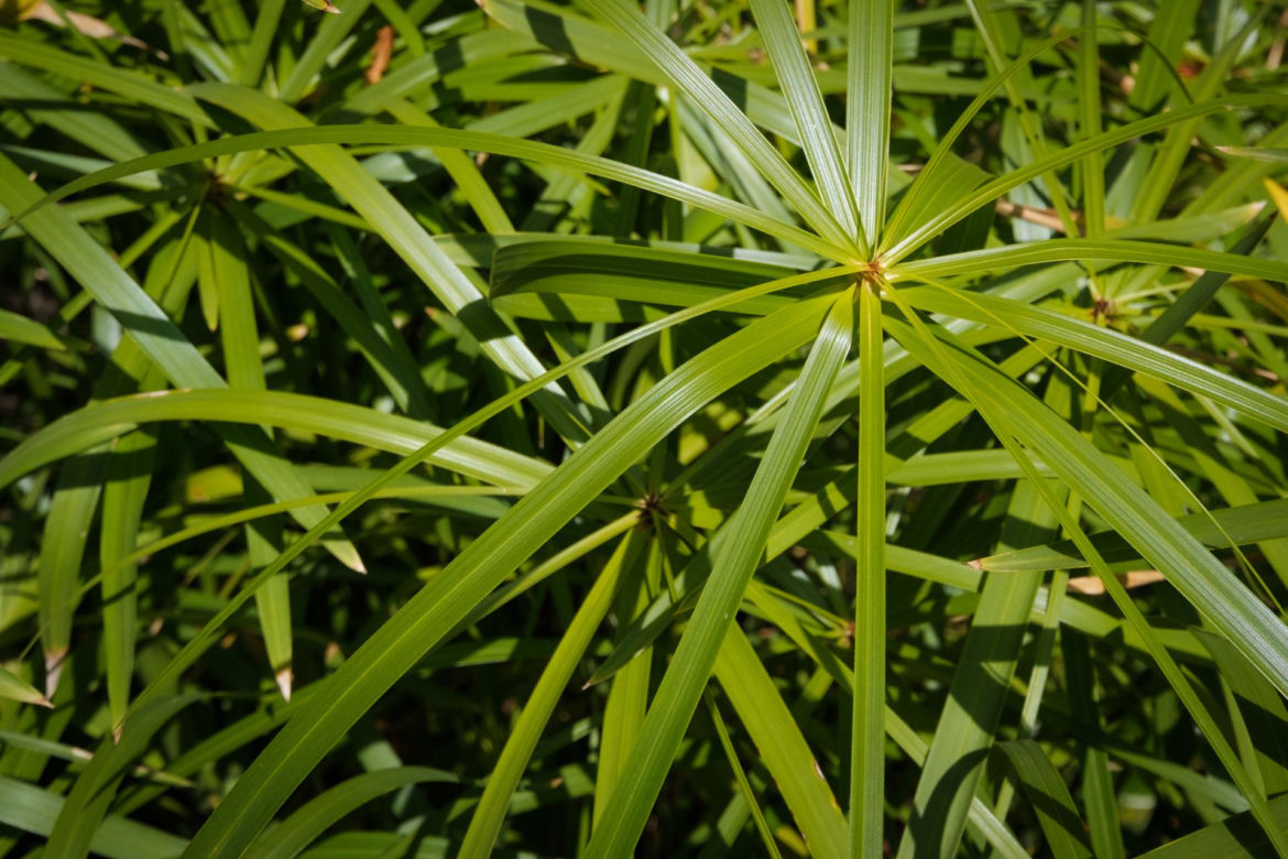 Cibora zmienna (papirus)