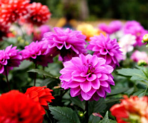 Dalia 