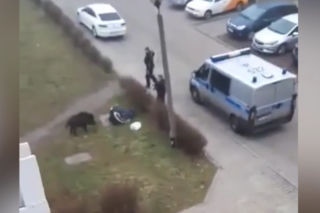 Strzały z broni palnej w centrum Zabrza! Policjanci strzelali do agresywnego dzika. Wszystko nagrał jeden z mieszkańców [WIDEO]
