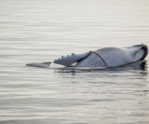 Finwal w tarapatach na Bałtyku. Dlaczego jego życie wisi na włosku?