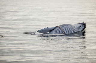 Finwal w tarapatach na Bałtyku. Dlaczego jego życie wisi na włosku?