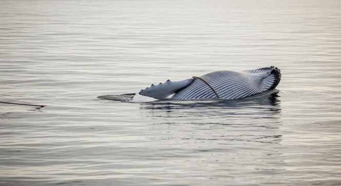 Finwal w tarapatach na Bałtyku. Dlaczego jego życie wisi na włosku?