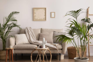 Rośliny w minimalistycznych wnętrzach