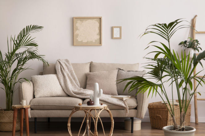 Rośliny w minimalistycznych wnętrzach