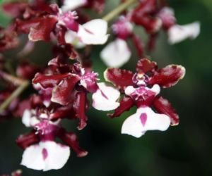 Ten storczyk pachnie, jak czekolada! Zniewala nie tylko wyglądem, ale i zapachem
