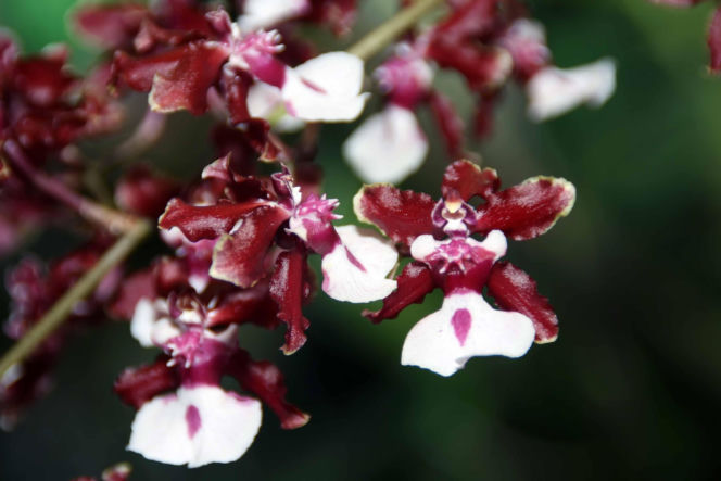 Ten storczyk pachnie, jak czekolada! Zniewala nie tylko wyglądem, ale i zapachem