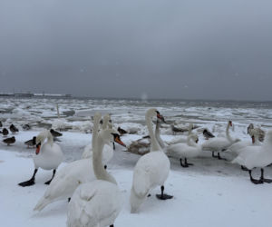 Bałtyk zimową porą, uchwycony w kadrach
