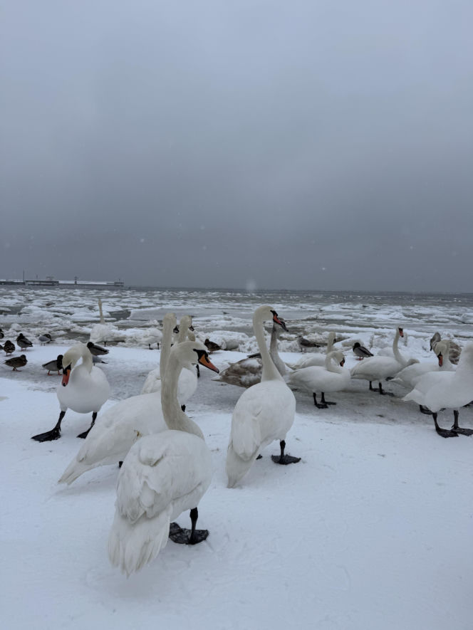 Bałtyk zimową porą, uchwycony w kadrach