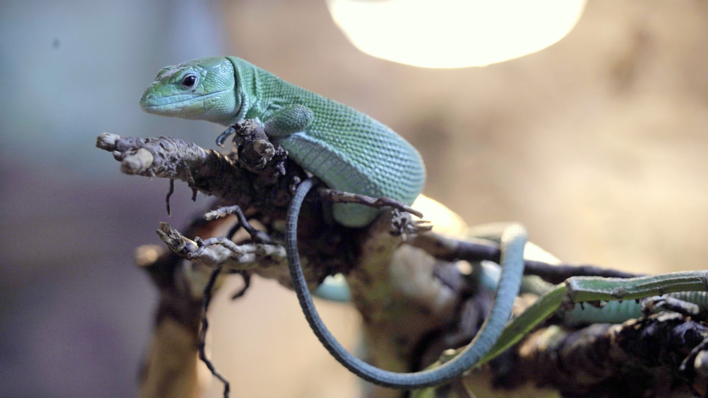 Miniaturowy smok urodził się we wrocławskim ZOO. Zobacz, jaki jest uroczy! [ZDJĘCIA]
