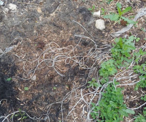 Makabra pod Płockiem! Z głodu zjadały same siebie, spały w dywanie z odchodów [ZDJĘCIA]