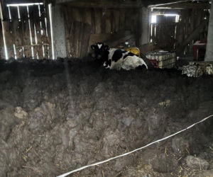 Łańcuchu wrośnięte w skórę. Piekło zwierząt w gospodarstwie