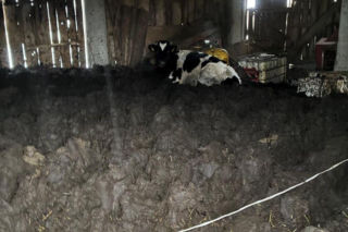 Łańcuchu wrośnięte w skórę. Piekło zwierząt w gospodarstwie