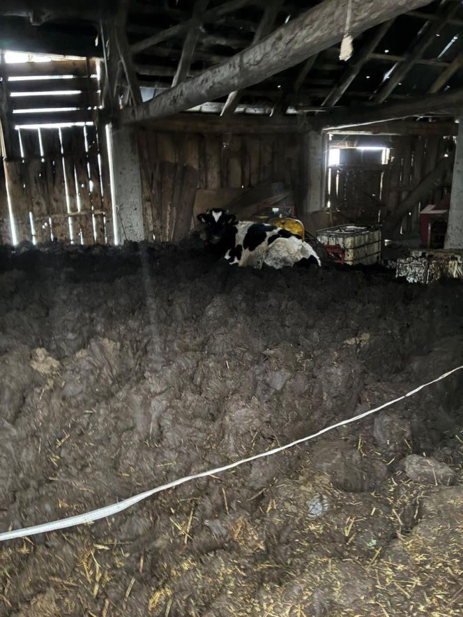 Łańcuchu wrośnięte w skórę. Piekło zwierząt w gospodarstwie