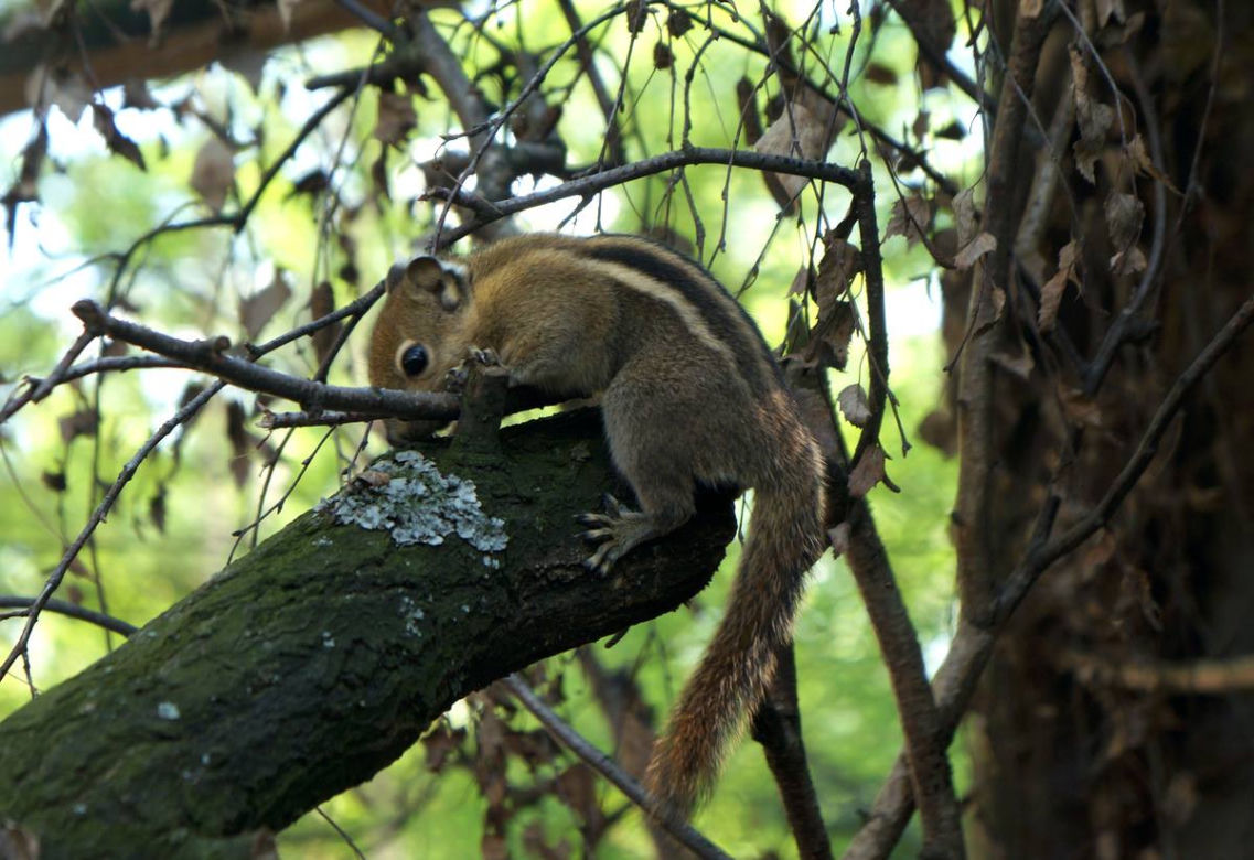 Smugowiec chiński