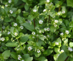 Masz tę roślinę w ogrodzie? Nie wyrywaj jej. To darmowa bomba witaminowa