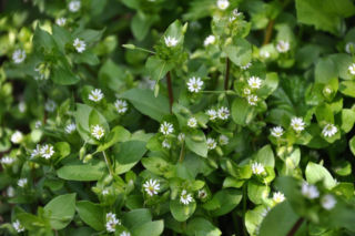 Masz tę roślinę w ogrodzie? Nie wyrywaj jej. To darmowa bomba witaminowa