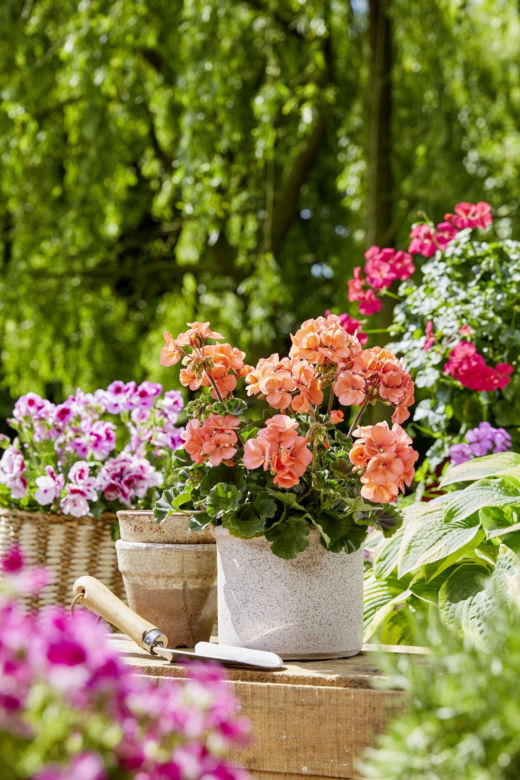 Pelargonie