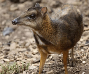 Myszojeleń jak z piosenki zamieszkał w ogrodzie zoologicznym w Polsce! Gdzie można zobaczyć Arnolda?