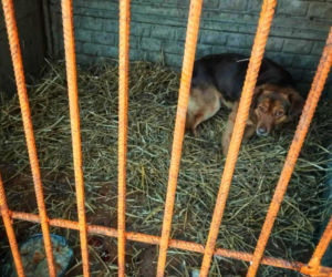 „Syf przykryty warstwą słomy”. Burza po słowach prezydenta o schronisku Baros.