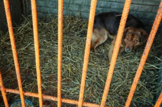 „Syf przykryty warstwą słomy”. Burza po słowach prezydenta o schronisku Baros.