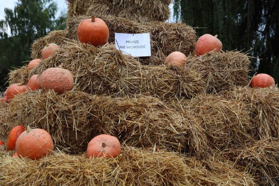 Farma dyń 2023 w Lublinie. Tak było w weekend otwarcia!