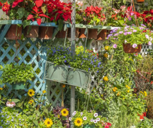 „Dżungla” na małym balkonie 