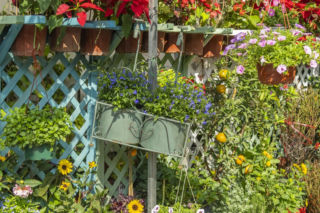 „Dżungla” na małym balkonie 