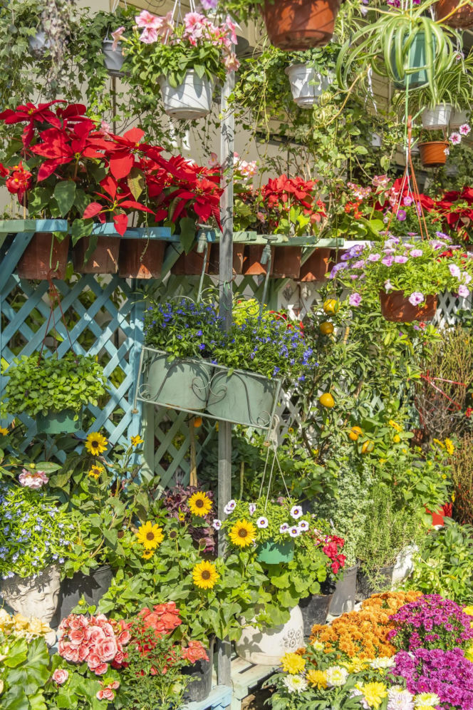 „Dżungla” na małym balkonie 