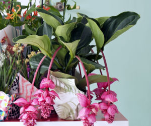Medinilla wspaniała