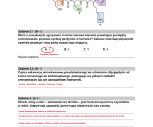 Matura 2022: biologia rozszerzona. Arkusze CKE, zadania, pytania. Poziom rozszerzony