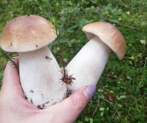 Deszcz spadł, ale zrobiło się zimno. Jaka jest aktualna sytuacja grzybowa w Świętokrzyskiem?