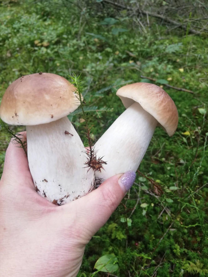 Deszcz spadł, ale zrobiło się zimno. Jaka jest aktualna sytuacja grzybowa w Świętokrzyskiem?
