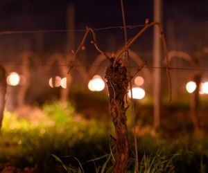 Przymrozki w winnicy - podgrzewanie winorośli