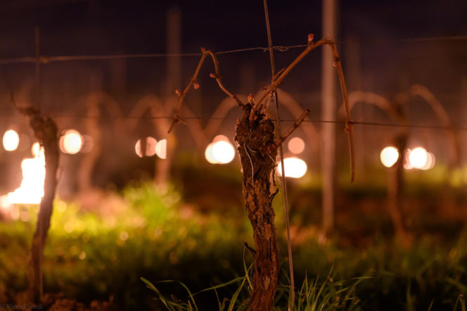 Przymrozki w winnicy - podgrzewanie winorośli