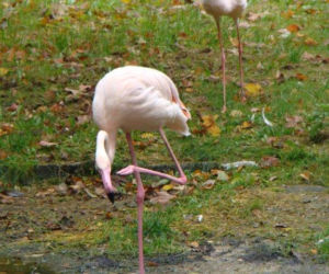 Tak wyglądają zwierzęta mieszkające w śląskim ZOO