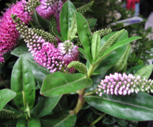 Hebe 'Linda'
