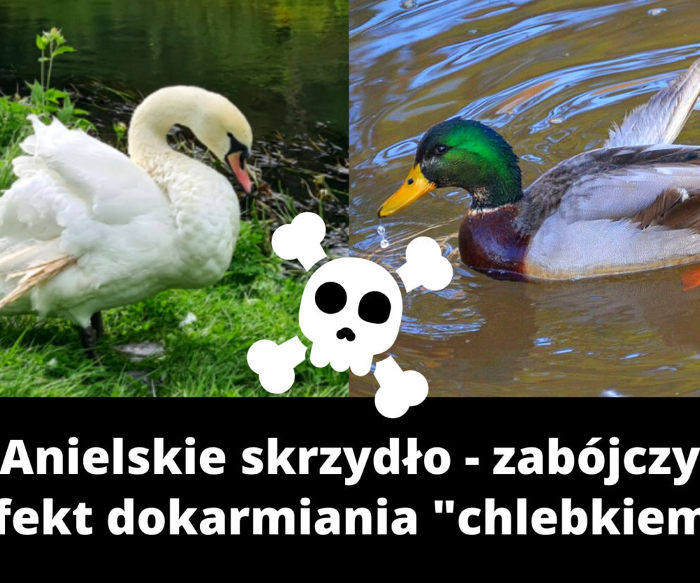 Efekt dokarmiania chlebem