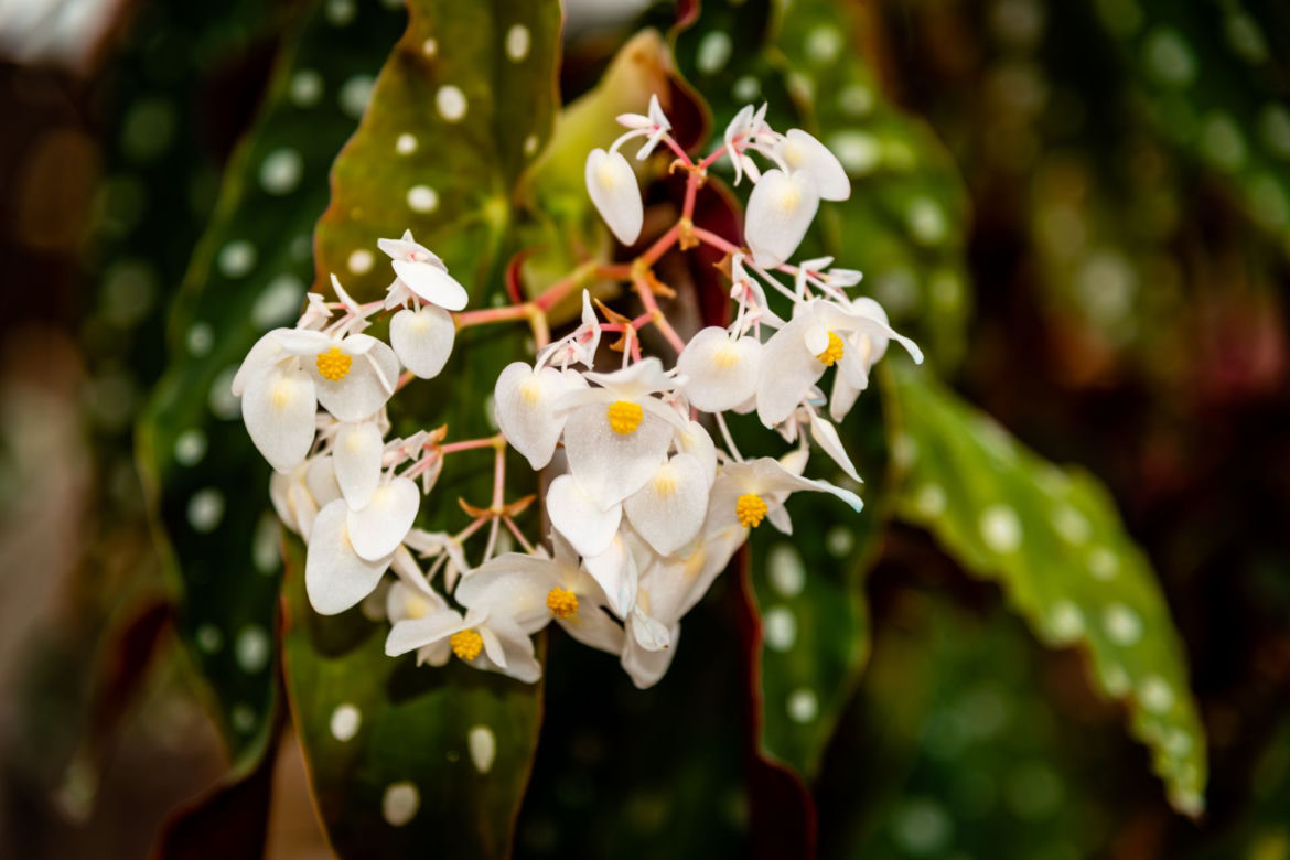 Begonia koralowa