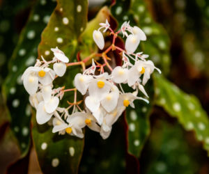 Begonia koralowa